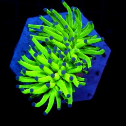 H-4003 - Euphyllia glabrescens