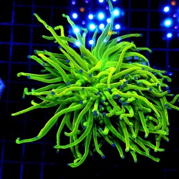 H-4006 - Euphyllia glabrescens