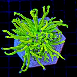 H-4007 - Euphyllia glabrescens