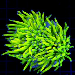 H-4008 - Euphyllia glabrescens