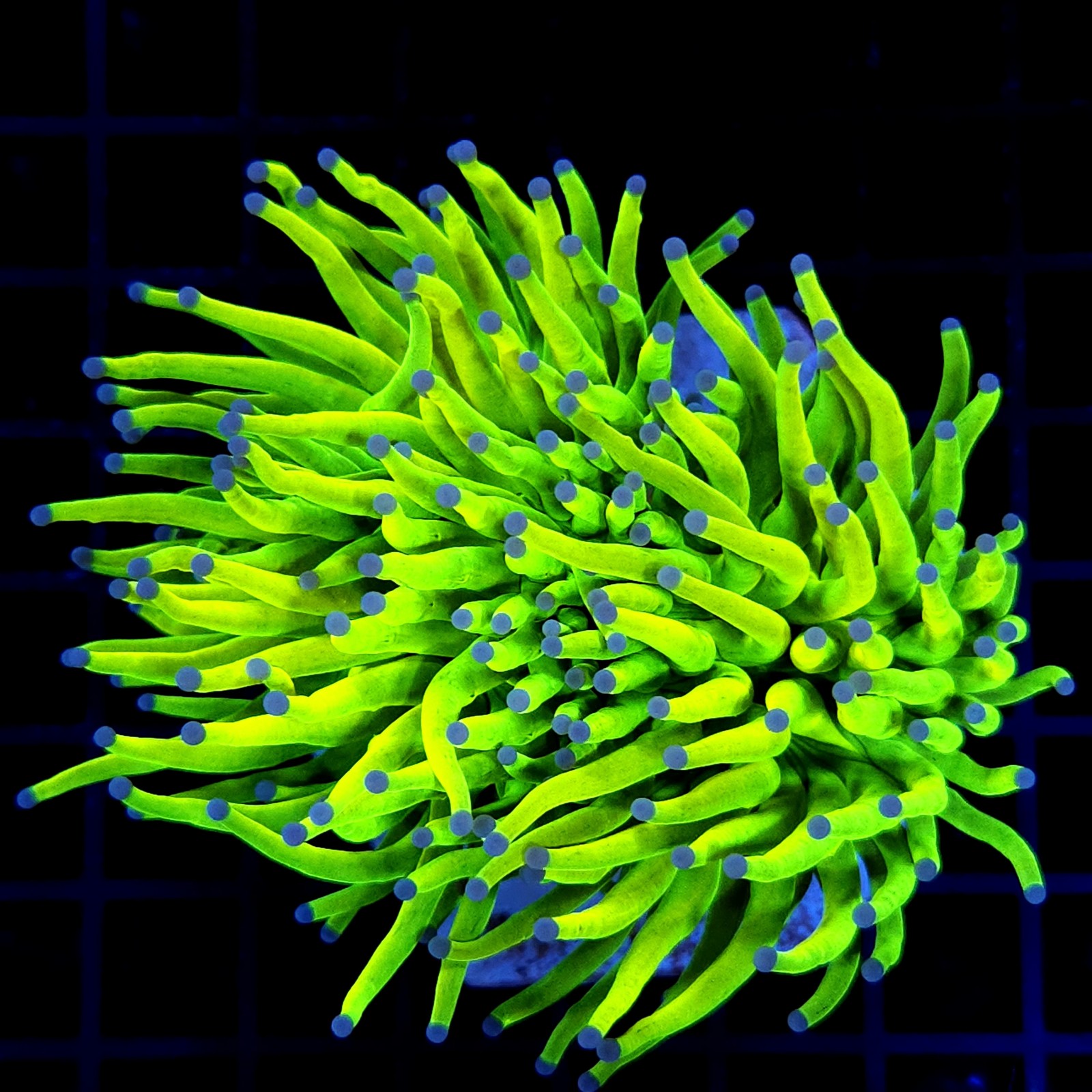 H-4008 - Euphyllia glabrescens