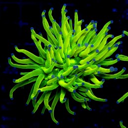 H-4011 - Euphyllia glabrescens