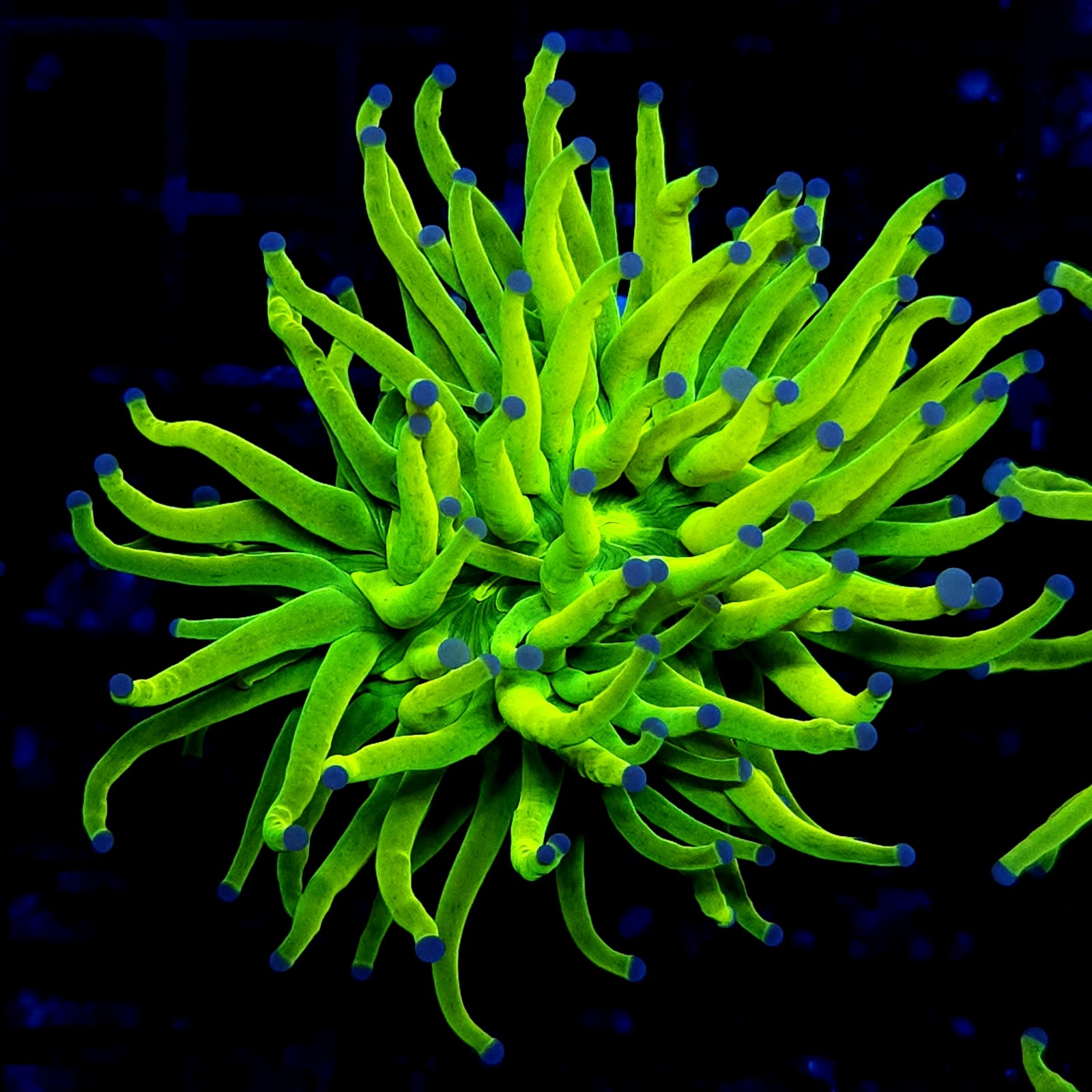 H-4011 - Euphyllia glabrescens