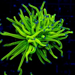 H-4012 - Euphyllia glabrescens