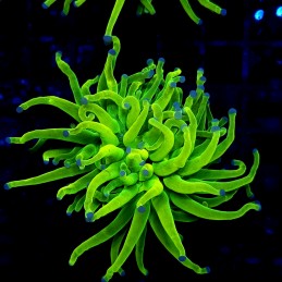 H-4013 - Euphyllia glabrescens