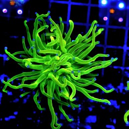H-4014 - Euphyllia glabrescens