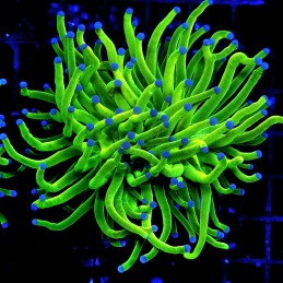 H-4015 - Euphyllia glabrescens