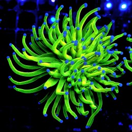 H-4016 - Euphyllia glabrescens