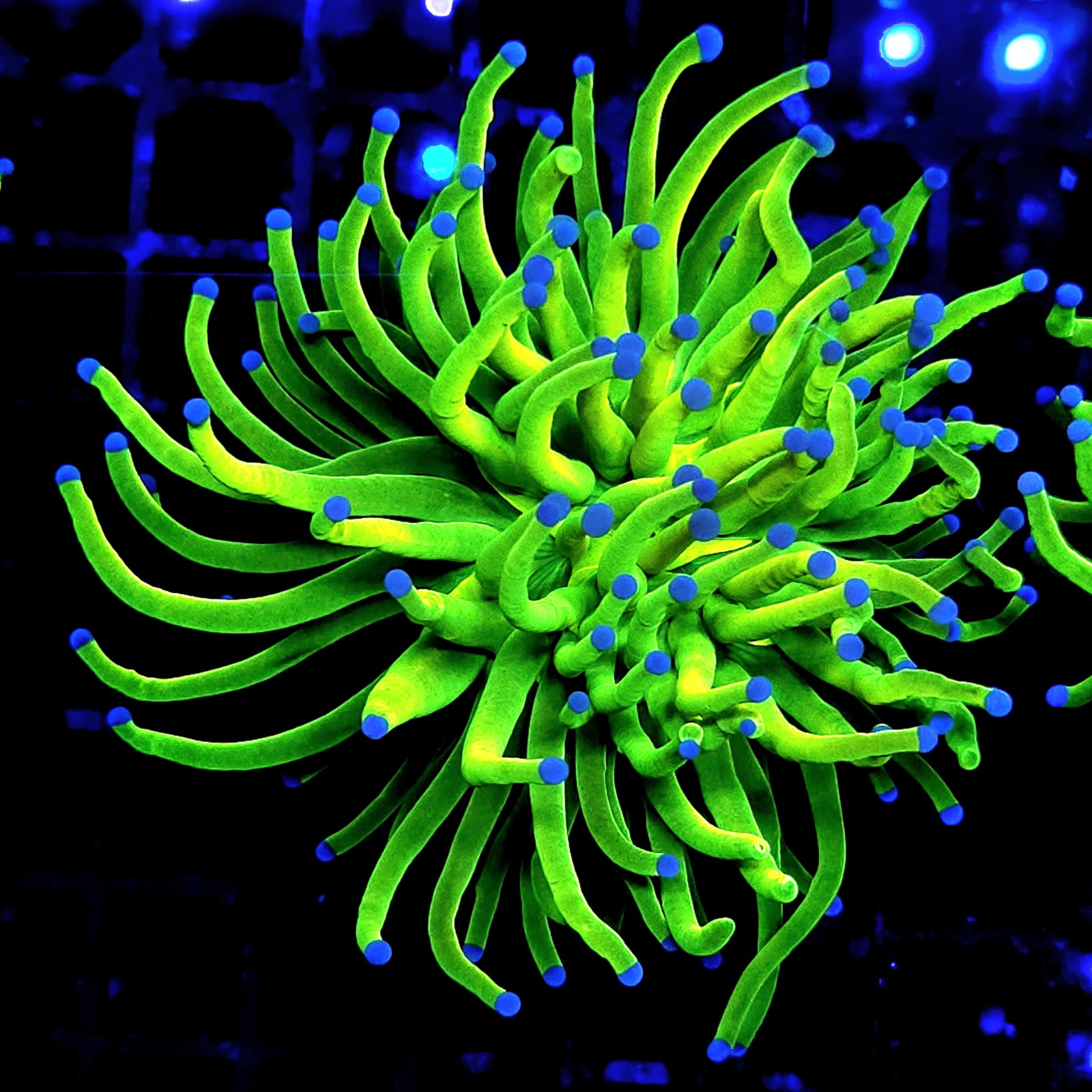 H-4016 - Euphyllia glabrescens