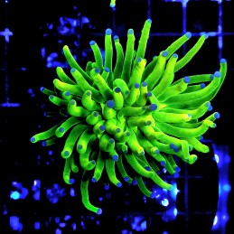 H-4017 - Euphyllia glabrescens