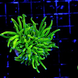 H-4020 - Euphyllia glabrescens