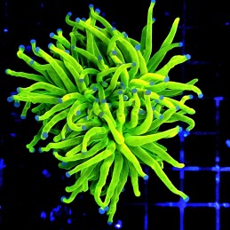 H-4021 - Euphyllia glabrescens