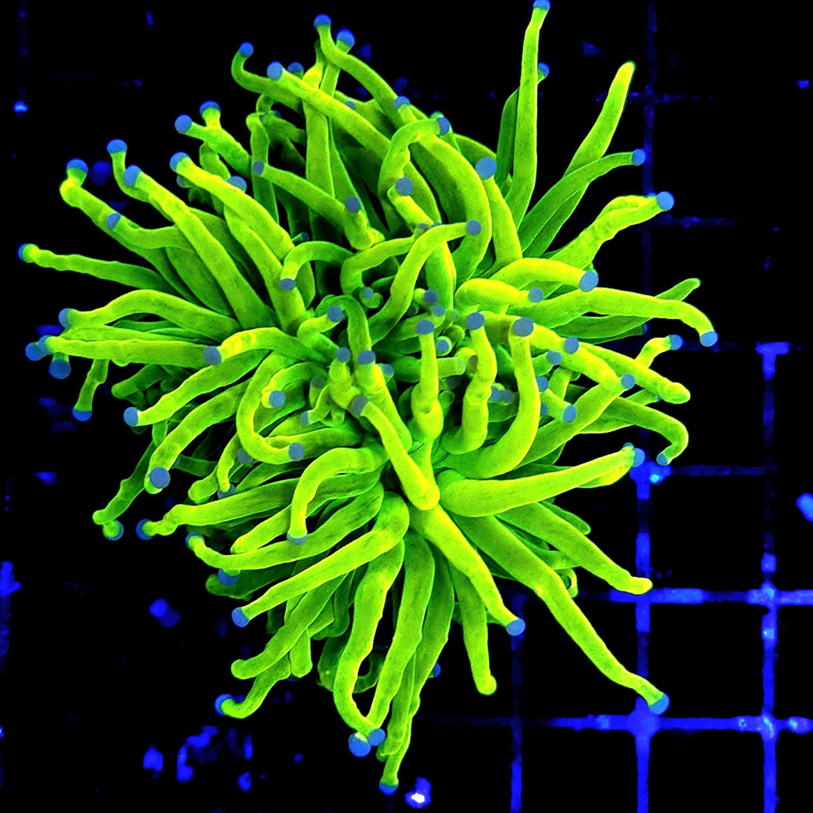H-4021 - Euphyllia glabrescens