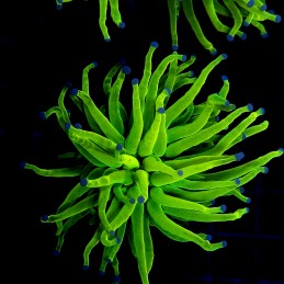 H-4023 - Euphyllia glabrescens