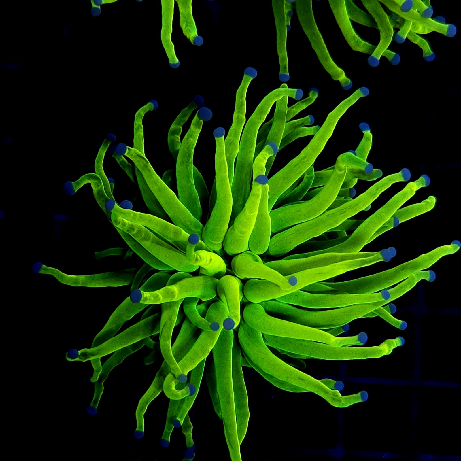 H-4023 - Euphyllia glabrescens