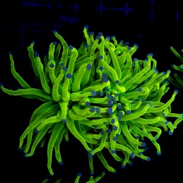 H-4024 - Euphyllia glabrescens