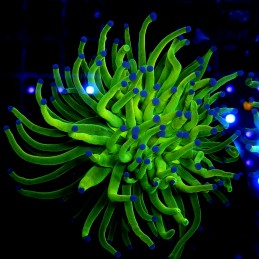 H-4025 - Euphyllia glabrescens