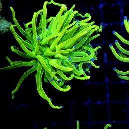 H-4026 - Euphyllia glabrescens