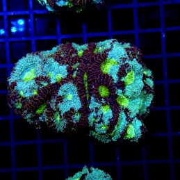 H-7301 - Acanthastrea