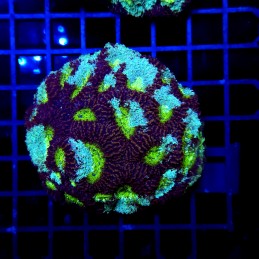 H-7302 - Acanthastrea