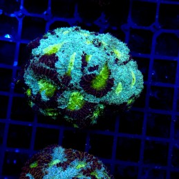 H-7303 - Acanthastrea