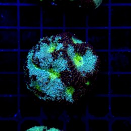 H-7304 - Acanthastrea