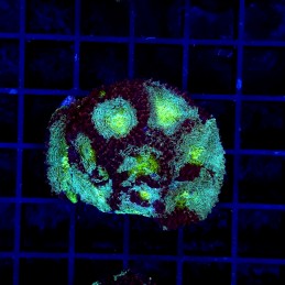 H-7305 - Acanthastrea
