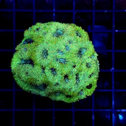 H-7306 - Acanthastrea