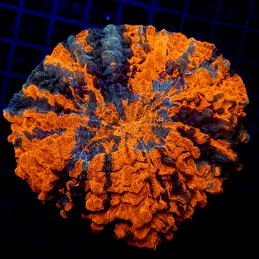 H-7402 - Acanthophyllia