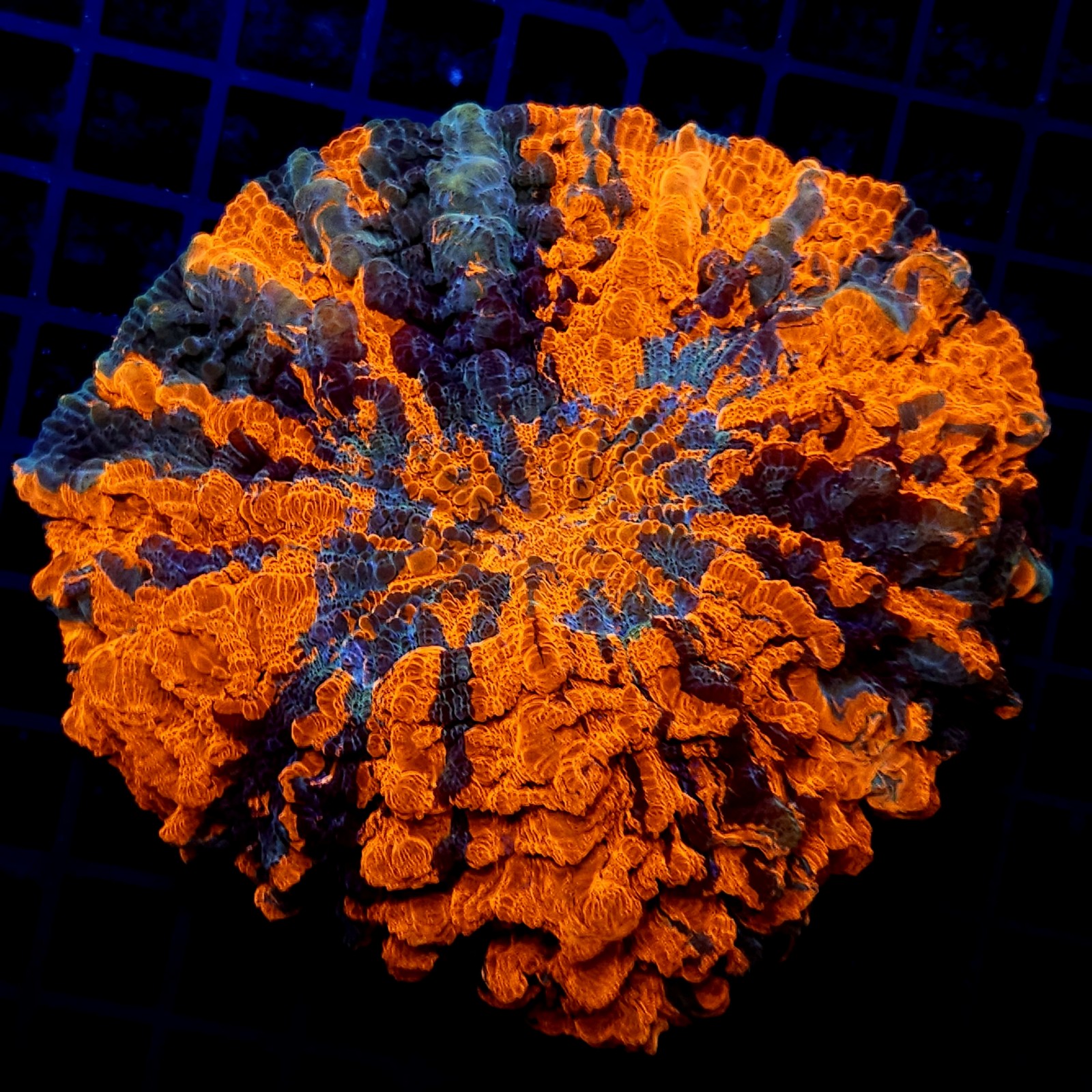 H-7402 - Acanthophyllia