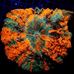 H-7405 - Acanthophyllia