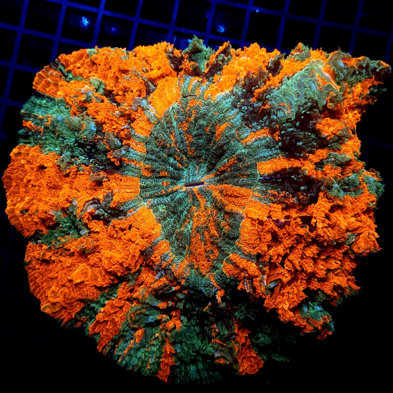 H-7405 - Acanthophyllia