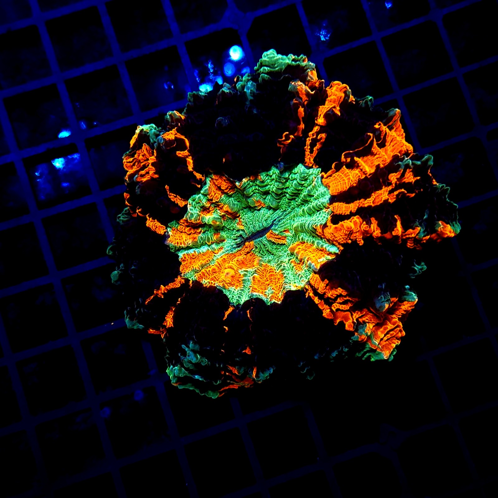 H-7406 - Acanthophyllia