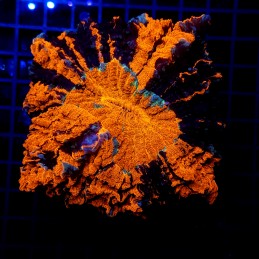 H-7407 - Acanthophyllia