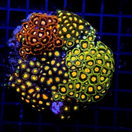 H-9302 - Zoanthus spp
