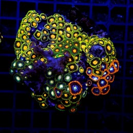 H-9303 - Zoanthus spp