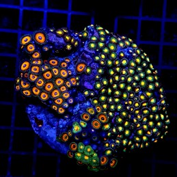 H-9305 - Zoanthus spp