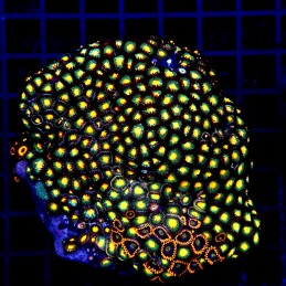 H-9306 - Zoanthus spp