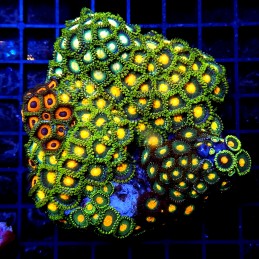 H-9308 - Zoanthus spp