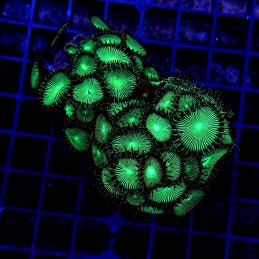 H-9309 - Zoanthus spp