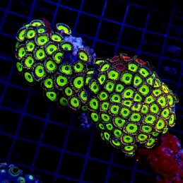 H-9310 - Zoanthus spp