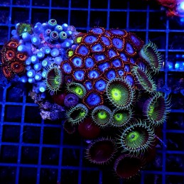 H-9311 - Zoanthus spp