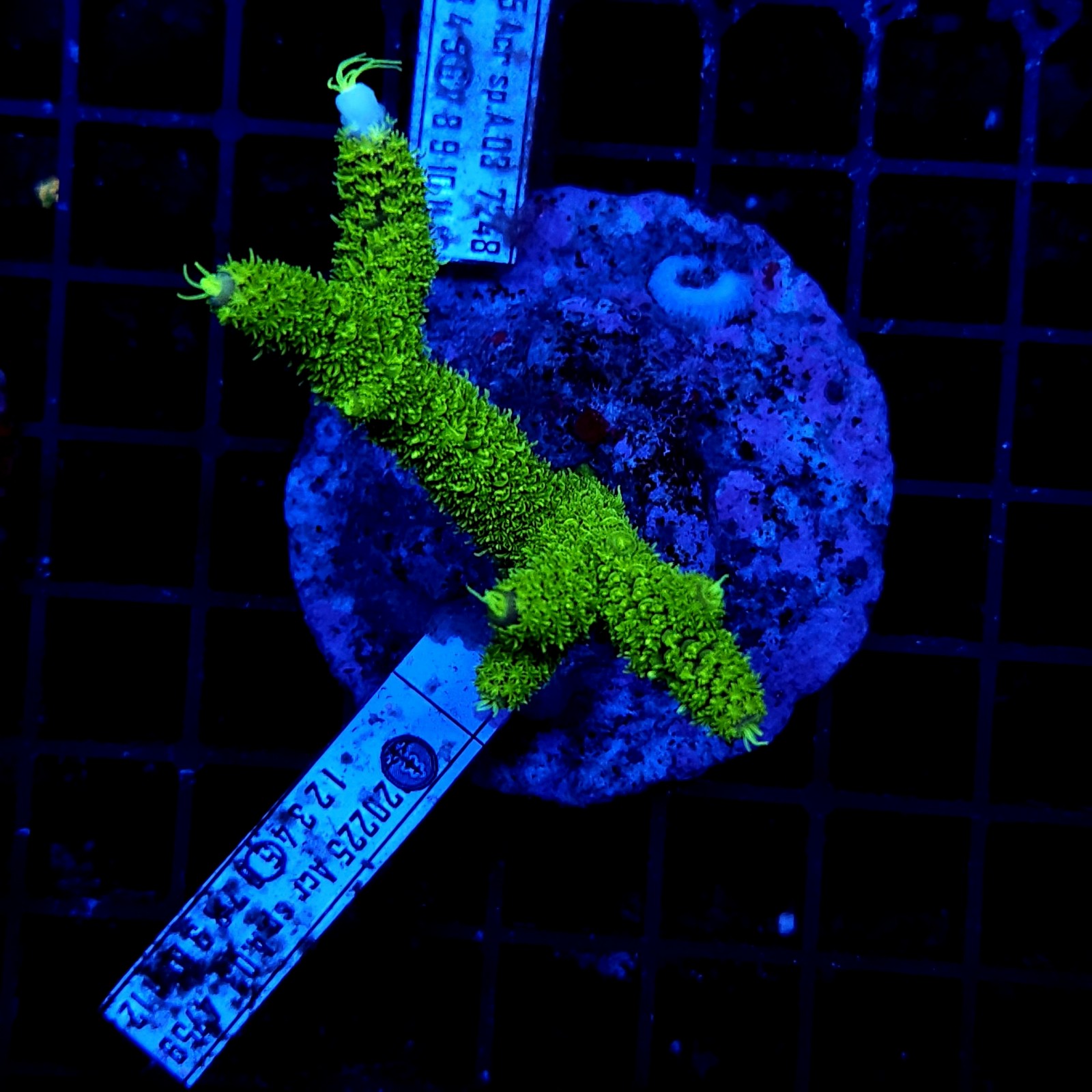 H-1001 - Acropora