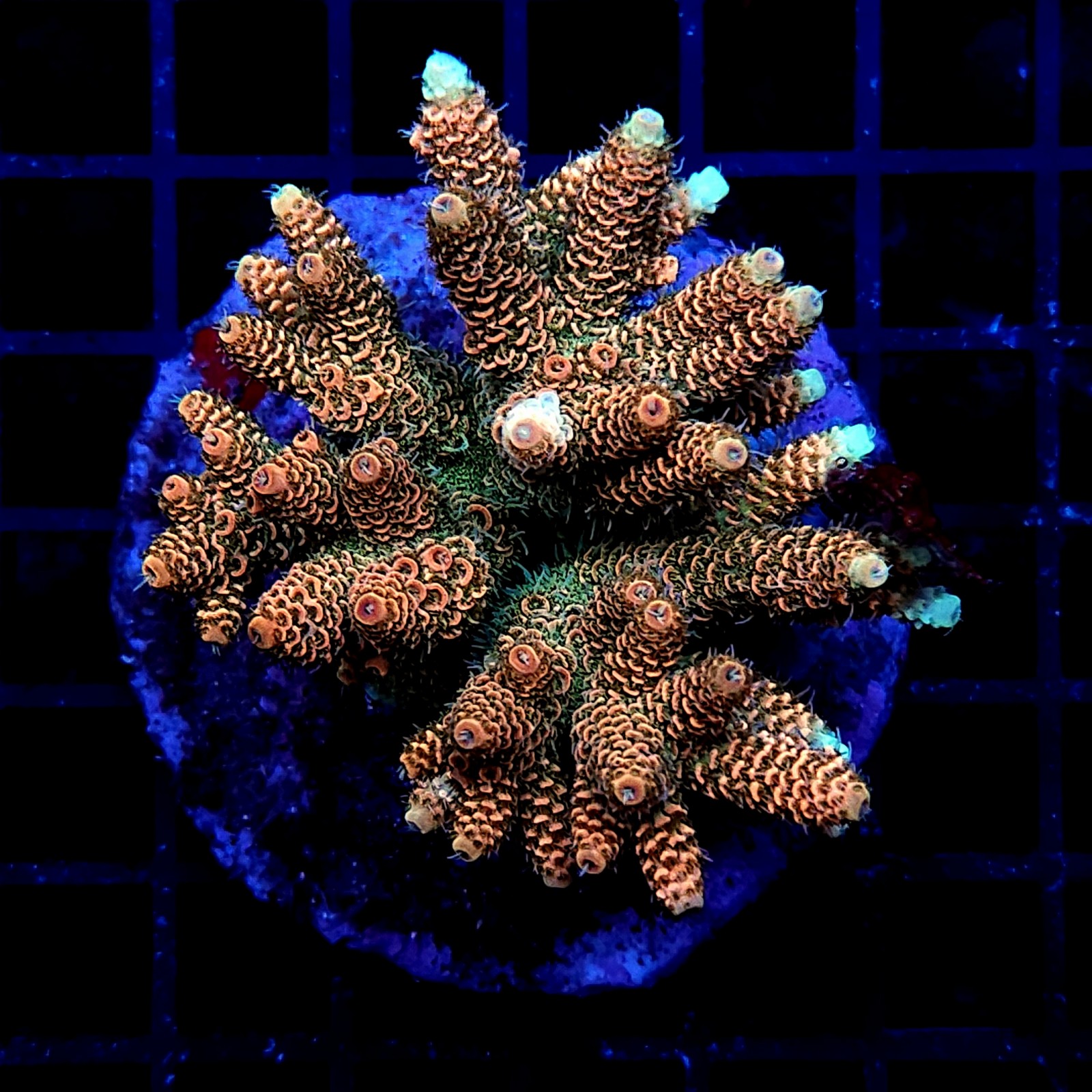 H-1003 - Acropora