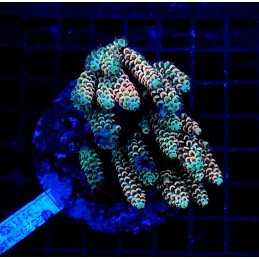 H-1006 - Acropora