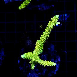 H-1007 - Acropora
