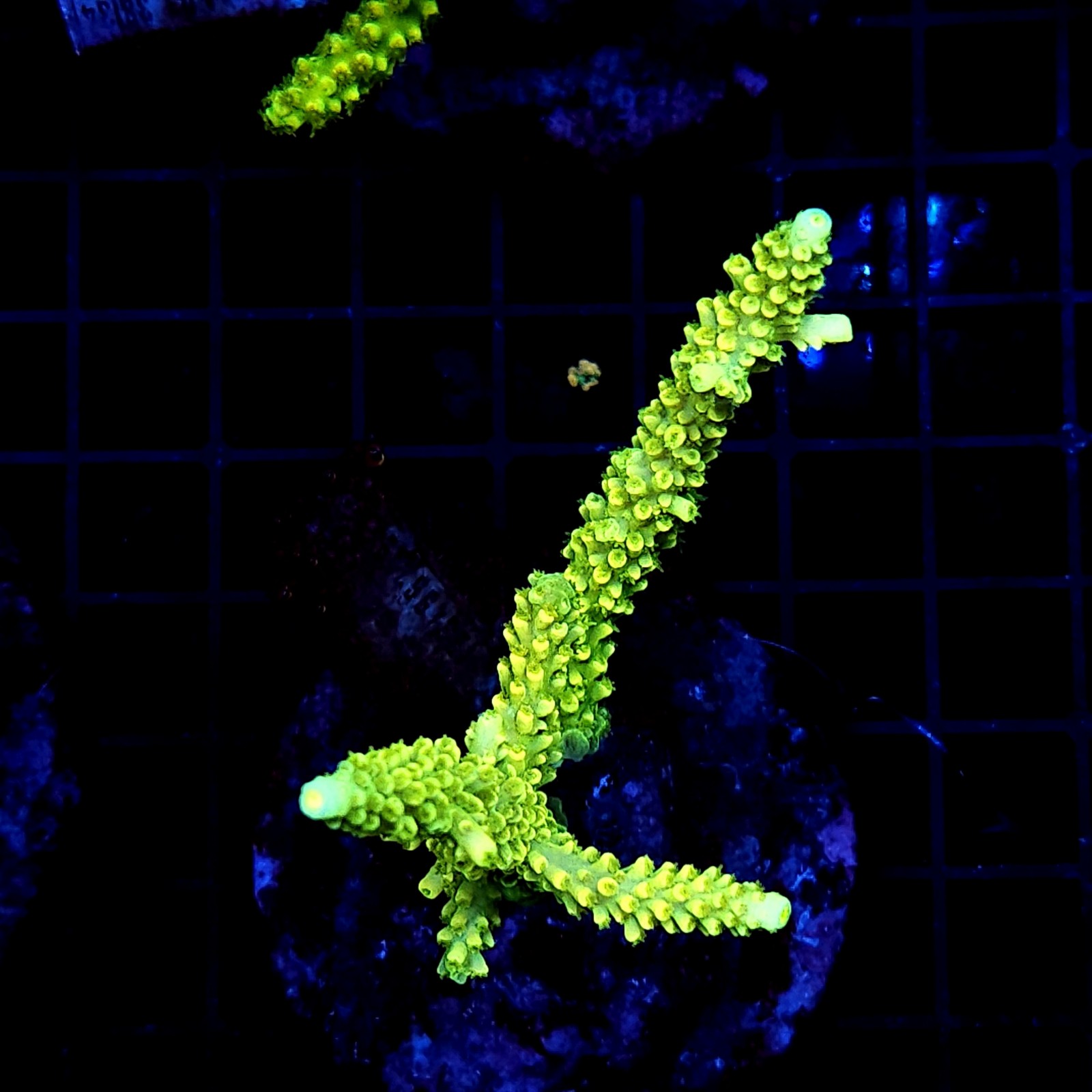 H-1007 - Acropora