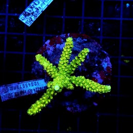 H-1009 - Acropora