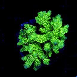 H-1012 - Acropora