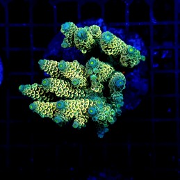 H-1016 - Acropora